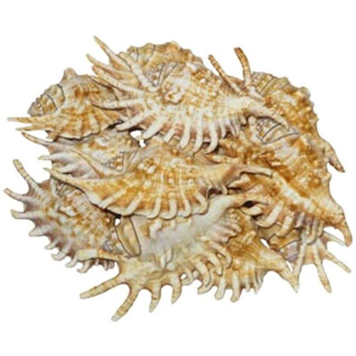 Lambis Millepeda Seashell 3-5in