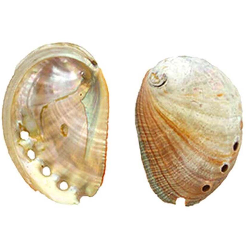 Small Red Abalone Seashells 9-10cm