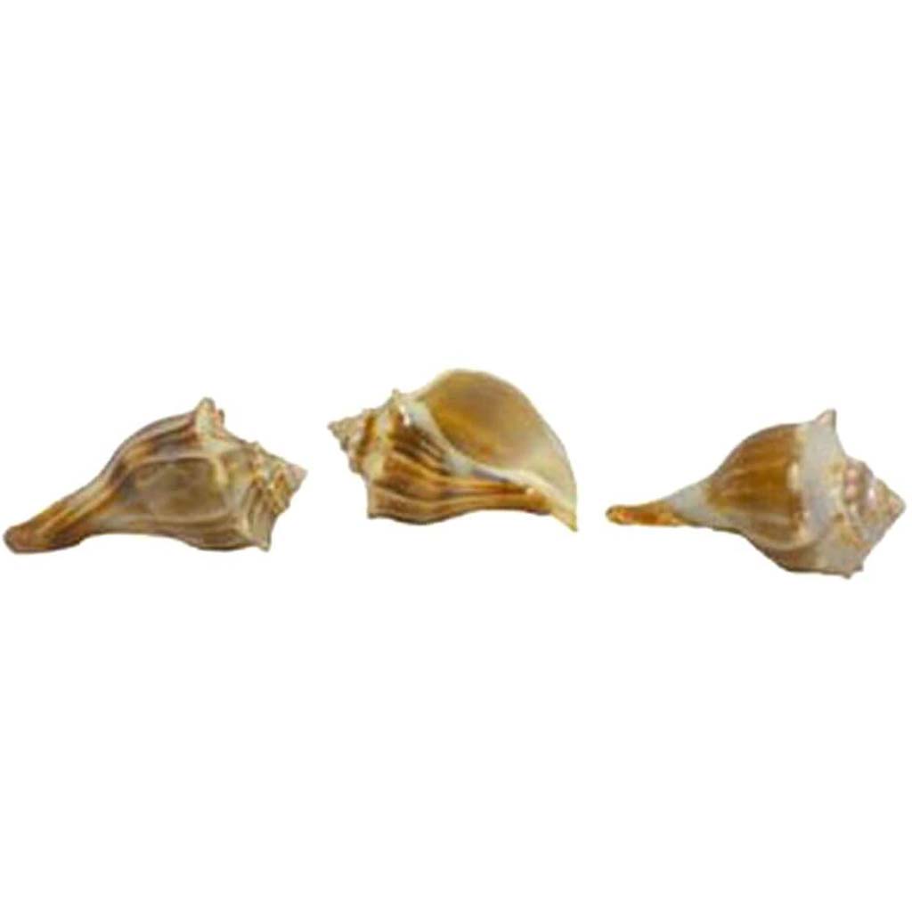 Orange Whelk Laquered 8-10cm