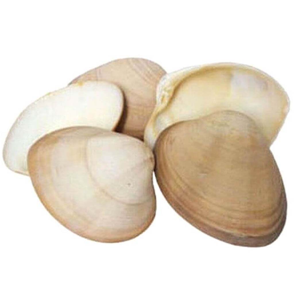 Chocolate Clam Seashells 10-11cm