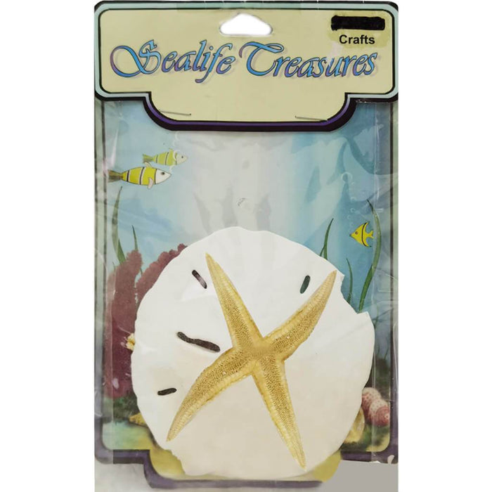 Sanddolar & Starfish