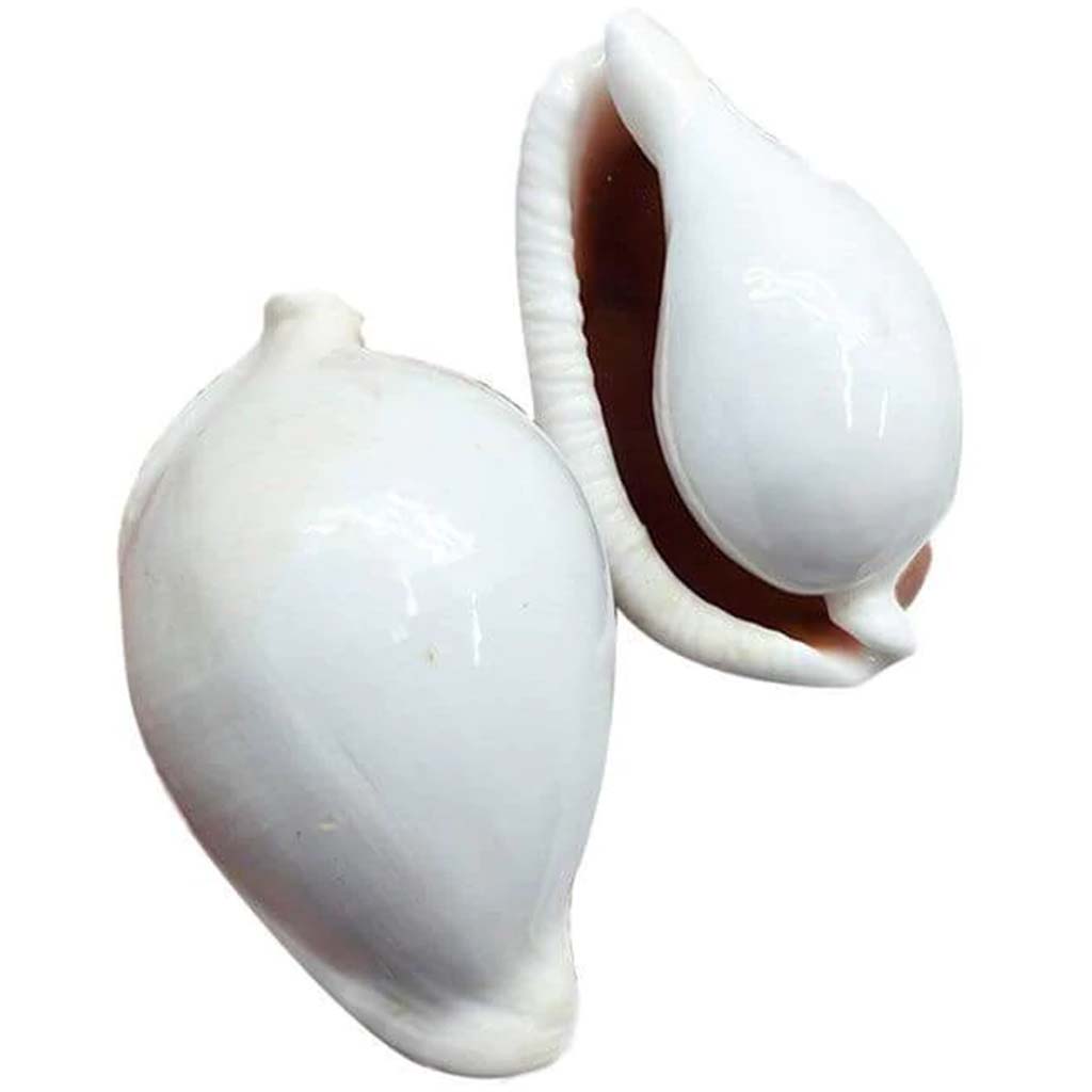 Egg Cowrie 6-7cm