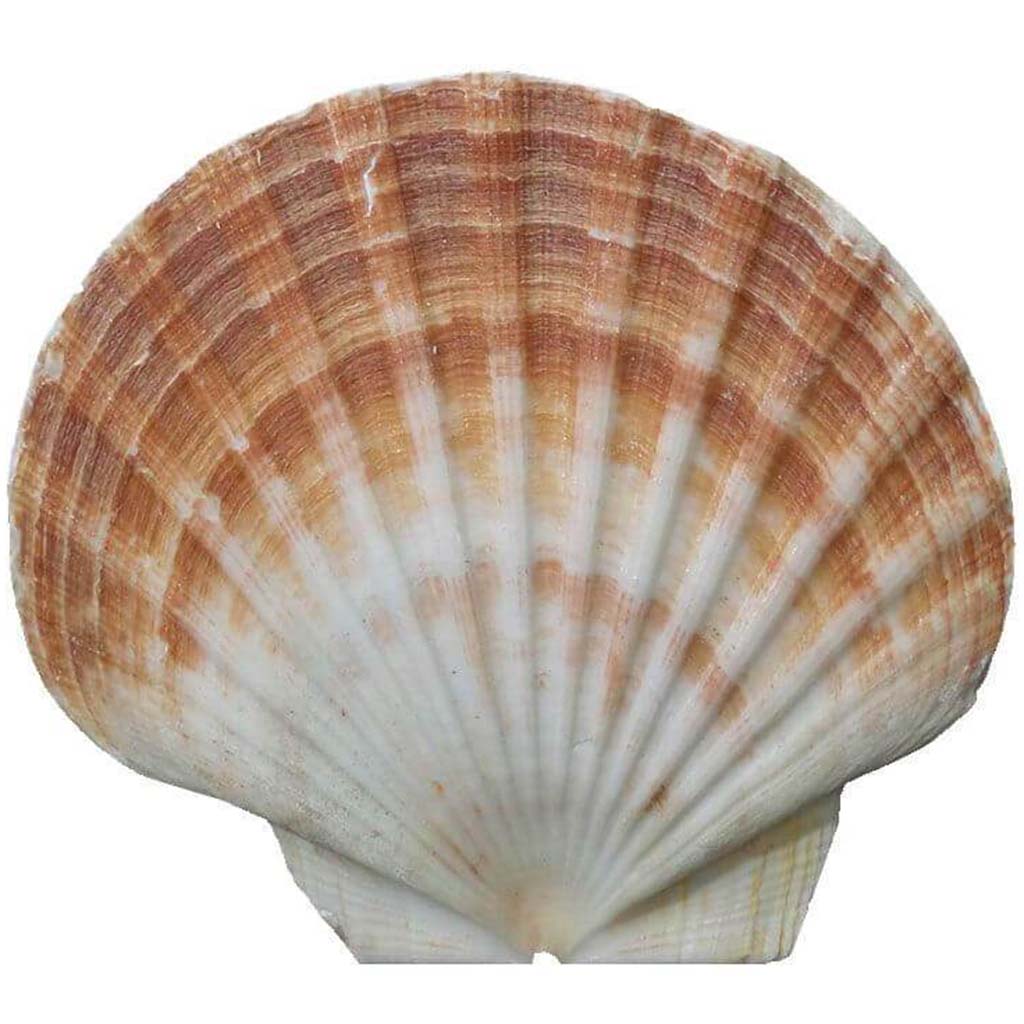 Shell Irish Flats