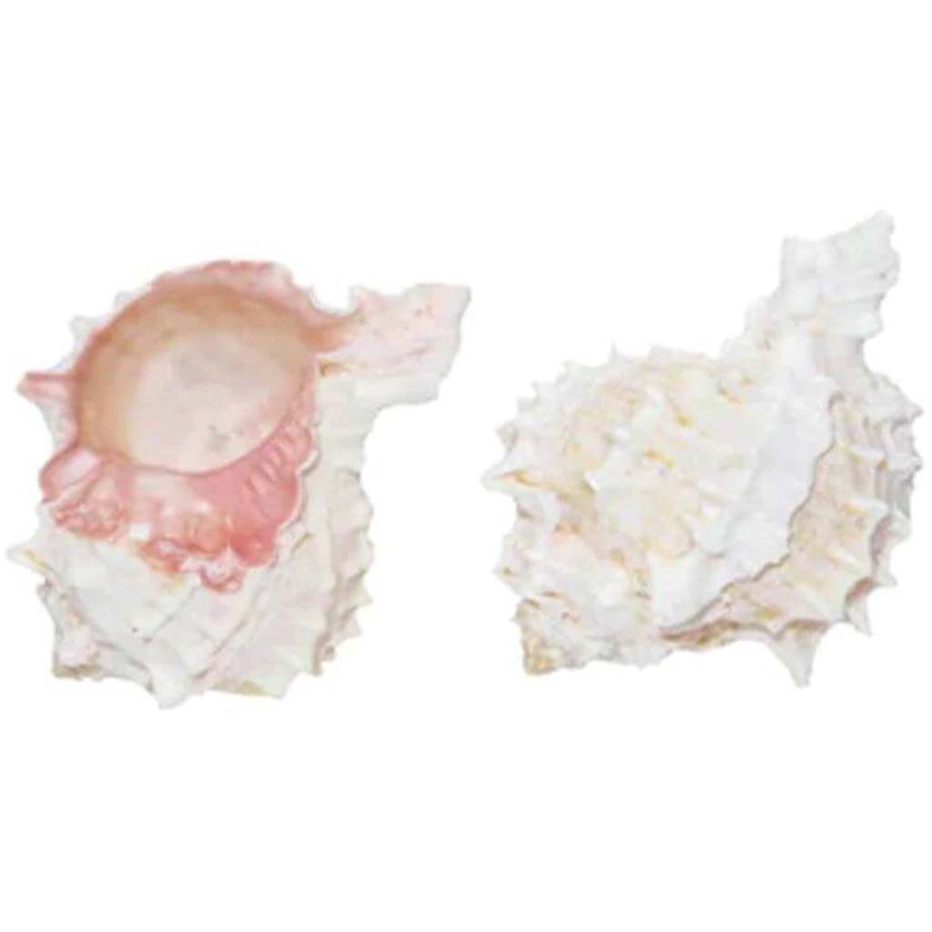 Pink Murex Seashell 8-9cm