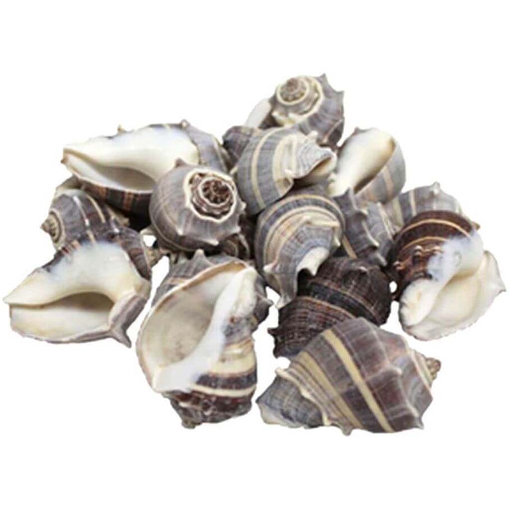 Crown Conch Edged Seashell 9-10cm