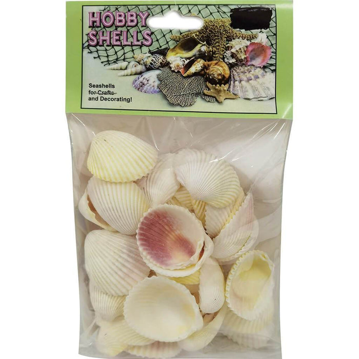 Cockle Seashells