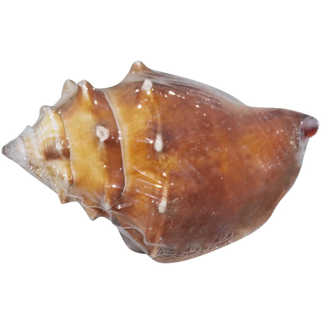 Shell Dark Fighting Conch 3 4in