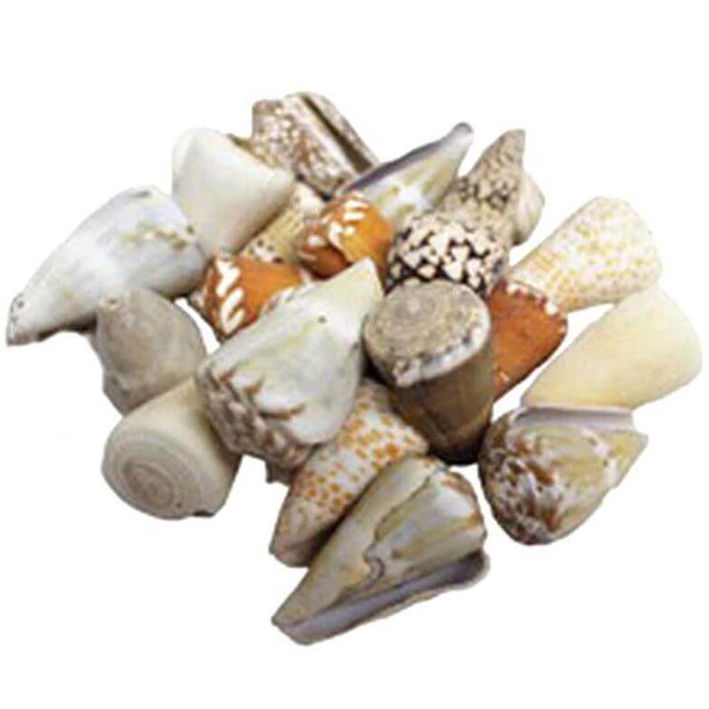 Assorted Cones Seashells 4-5in