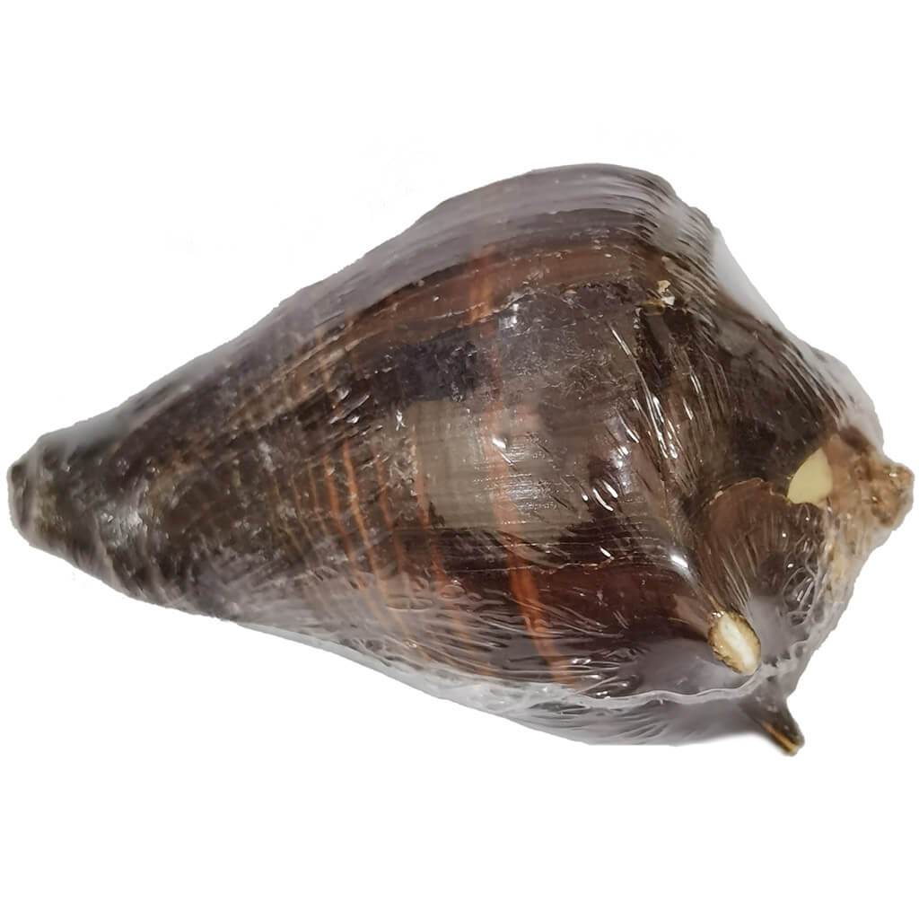 Shell Fiber Conch  9 10cm