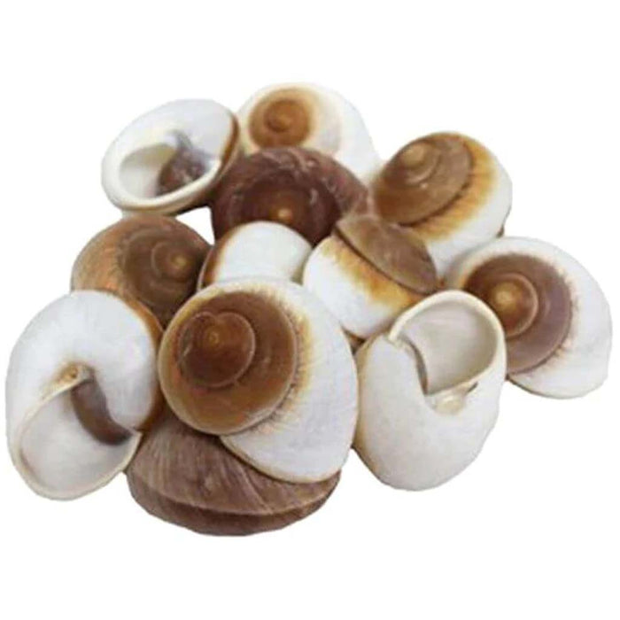 Giant Land Snail 3-3 1/2In