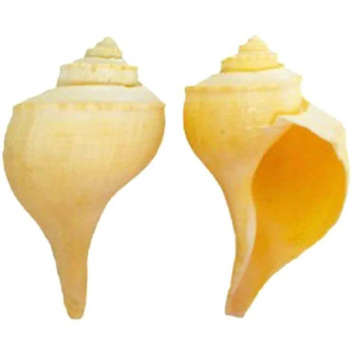 Channel Whelk Lacquered 10-12cm