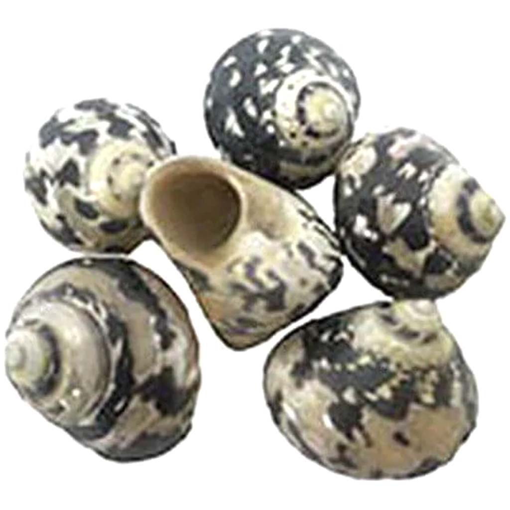 Magpie Polished Seashells 6-7cm