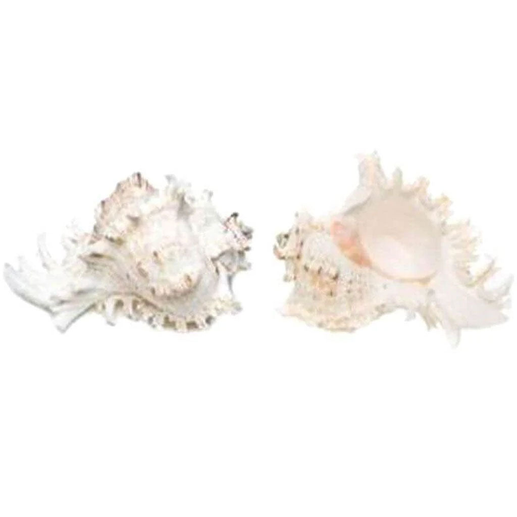 Murex Ramosus Seashell 6-7in