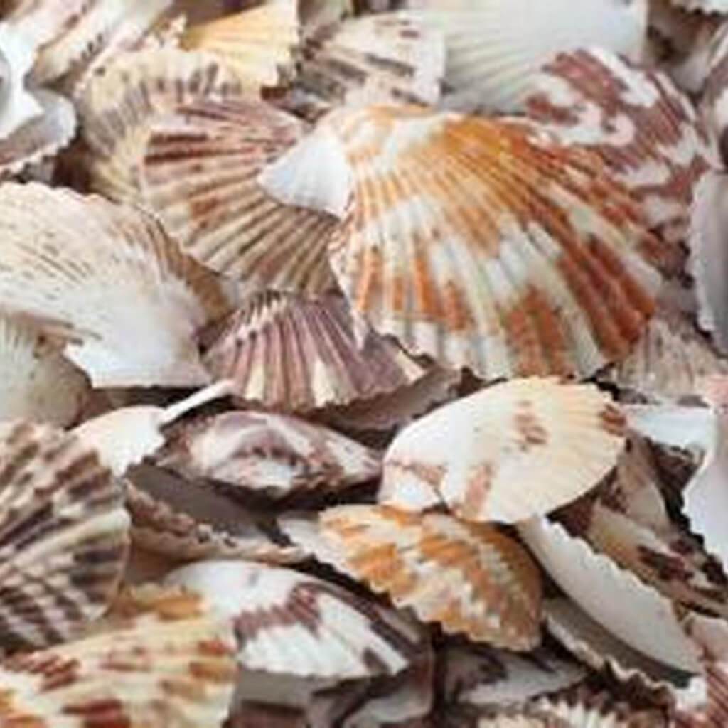 Pecten Vexillum Assorted