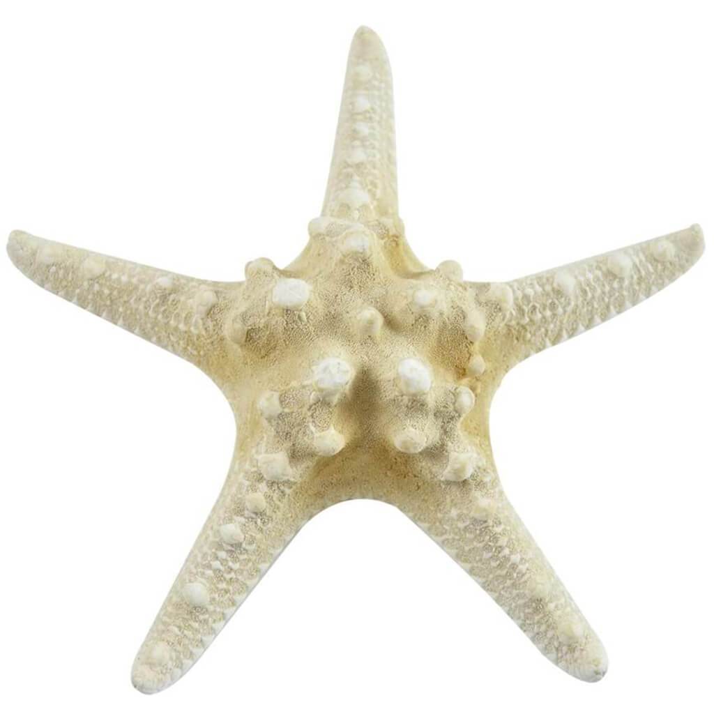 Dyed Armoured StarfishAsst