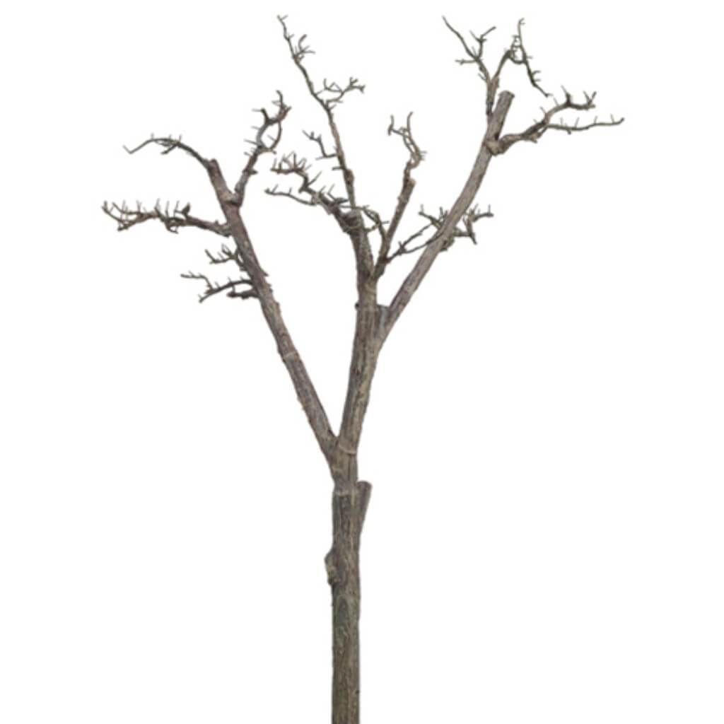 Twig Tree Branch 